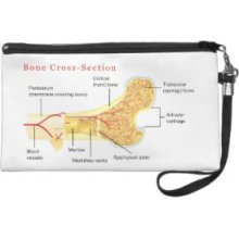 Bone Cross Section Diagram Wristlet Clutch