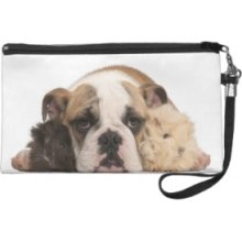 English bulldog puppy (4 months old) and two Wristlet