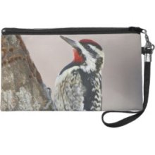 Yellow-bellied Sapsucker male feeding on sap Wristlet Clutches